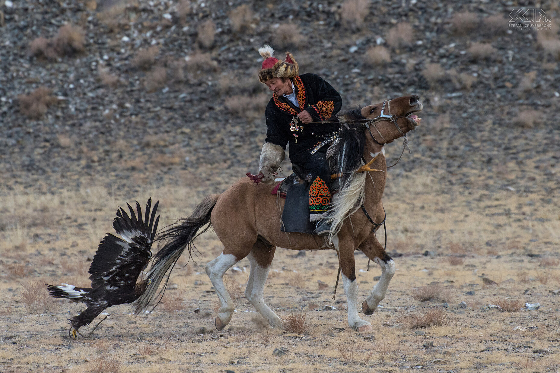 Ulgii - Golden Eagle Festival - Berkutchi Een berkutchy heeft drie dingen nodig in het leven:  een trouwe hond om de ger te bewaken, een snel paard en een sterke arend om te jagen. Stefan Cruysberghs